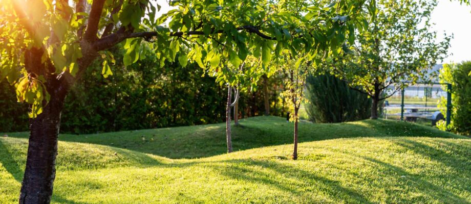 Planting and Transplanting Trees: Keeping Your Landscape in Tip-Top Shape
